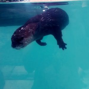 Meet your Posher, Bells